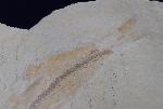 Tharsis dubius (BLAINVILLE 1818) - Bild &copy; FossNet FossilienStore